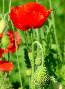 A flower in full bloom in Ludhiana