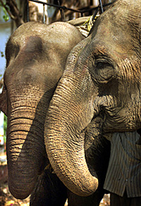 Two female elephants, Madhubala and Tejmala,