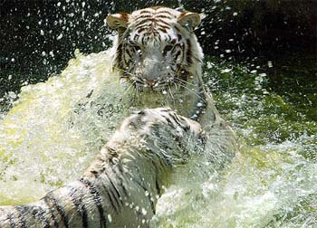 Two white tigers cool themselves in Delhi zoo as the mercury soar in the Capital