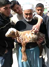 Palestinians hold a lamb born with what looked like Allah spelled out in Arabic on its coat in the West Bank city of Hebron