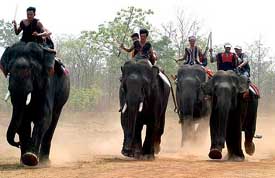 Elephants run during a special racing festival in Vietnam's Buon Don district 