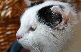 Lilly, a six-month-old house cat with four ears, is seen at an animals' home in Murnau