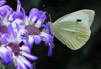 When flowers bloom, can butterflies be far behind