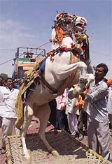 A horse dances on the bed