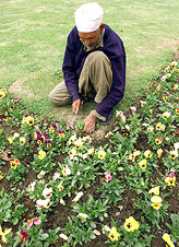 A Kashmiri gardener works on a flower bed