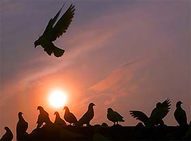 Pigeons gather on the rooftop of a building at sunset in Guangzhou on Saturday