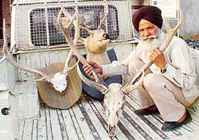 Three trophies of a protected animal, sambhar, which were seized by officials of the Punjab Forest Department from Forest Hill Resort near Chandigarh