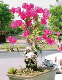 An entry for the sixth bonsai show which will open in Sector 17, Chandigarh