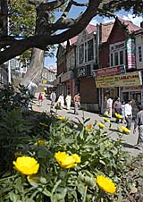 Flowers in full bloom on The Mall in Shimla. 