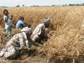 A family of labourers harvests wheat at Ucha Jattana village, near Khamano