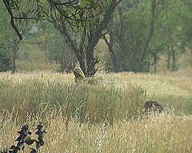 A woman works in her fields in Kuthera village of Hamirpur district oblivious of a Congress poll rally going on in the neighbouring field