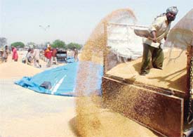 A farmer unloads his produce in Latala village in Ludhiana district