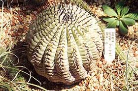 This is not a water melon, rather a cactus --- Copiazpoa cineea