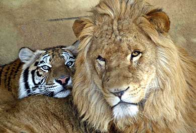 Female tiger Dima rests on the back of Kaser