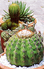 A cactus in bloom with a flower is a rare collection of Ramji Lal