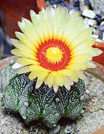 Brigadier Bewli�s melocactus with a crust 