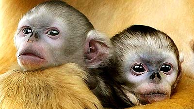A pair of twin baby golden monkeys