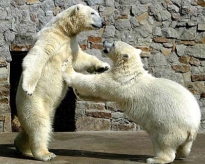 Polar bears Bering and Sedov play in the spring sun at St. Petersburg zoo on Monday