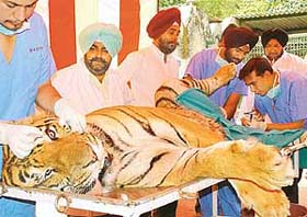 Sanjay, a 15-year-old, Royal Bengal tiger being sterilized by a team of veterinary doctors at a makeshift-operation theatre in Chhat Bir Zoo near Chandigarh