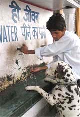 A boy helps a dog quench its thirst from a public water tank in Shimla