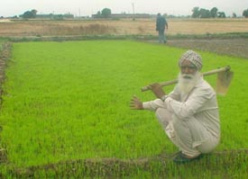 Mr Jiwan Singh, a farmer of Chotti Lalton village, Ludhiana, shows paddy saplings