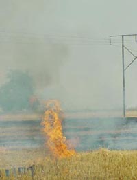 Wheat stubble set ablaze in Pamalui village