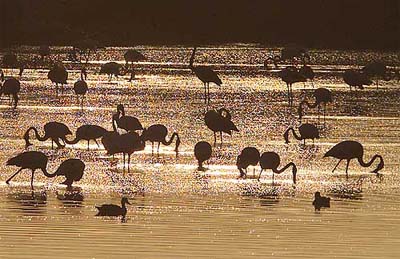A flock of Flamingoes rests in wetlands on the outskirts of Ahmedabad