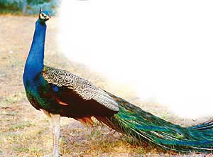 Photo by Karam Singh