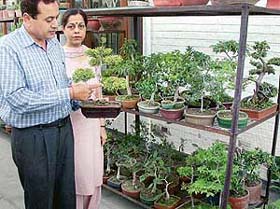 Mr Anil Kaushik and Ms Renu Kaushik with their collection of bonsai