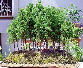 A bonsai forest cultivated on a hand-made tray