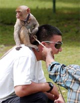 A tourist poses for a photograph with a monkey on his shoulders in New Delhi 