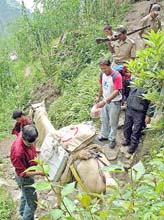 Election officials use a pony to transport Electronic Voting Machines to remote localities at Sepibosti forest