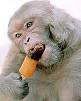A monkey having ice-cream as the mercury goes up in Jalandhar