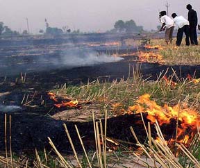 Wheat stubble on fire in Sheakhpura village of Patiala on Wednesday