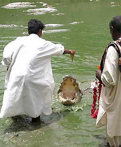 Devotees offer meat to a king crocodile named More Sahib at the shrine of Manghopir 