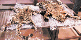 Precious animal skins seized in the Capital on Friday. 