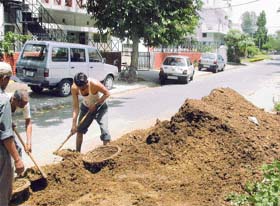 Cow dung manure dumped outside the boundary wall of Hotel Mountview in Sector 10 has become a source of nuisance for residents of the area