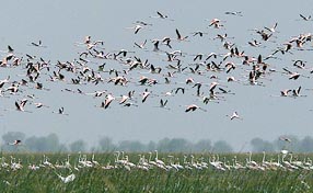 A flock of flamingoes fly over the Nalsarovar Lake 