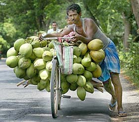A vendor carries coconuts on a bicycle