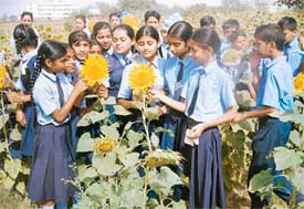Students of Golden Bells Public School in a sunflower field.