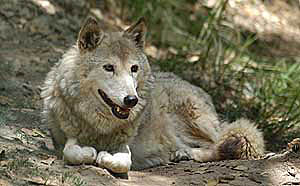 Julie, a female wolf of a rare Himalayan species, in a zoo at Kufri, near Shimla.