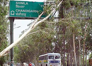 FURY OF THE WIND: Trees came crashing down as high velocity winds swept the region before rain on the Zirakpur-Patiala highway on Sunday. 