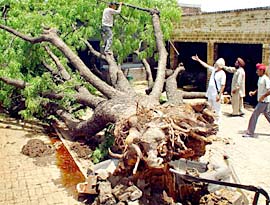 Members of a family clear their courtyard as the strong winds uprooted an old Neem tree in Daun village near Kharar on Sunday night.