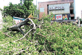 A large tree fell after the squall in the Capital on Tuesday night.