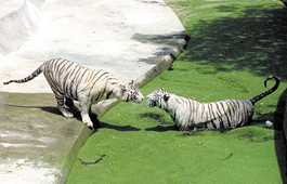 Tigers try to beat the heat at Delhi Zoo in the Capital on Saturday.