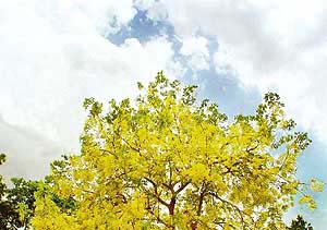 White and grey clouds, hovering over the city, mingled with the blue sky and yellow amaltas trees to create a breathtaking sight in Chandigarh
