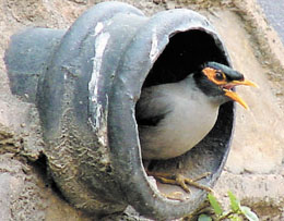 A bird takes refuge in a culvert to escape the searing heat.