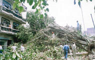 A peepul tree that fell on a house near Division 4 police station
