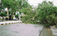  A tree that fell on a road near the house of the SSP in Ludhiana due to a storm on Sunday night