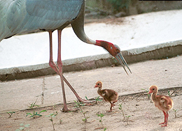 One has to witness the tenderness and love�s ecstacy of the Sarus crane�s yearly mating dance to understand the quality of bonding. 